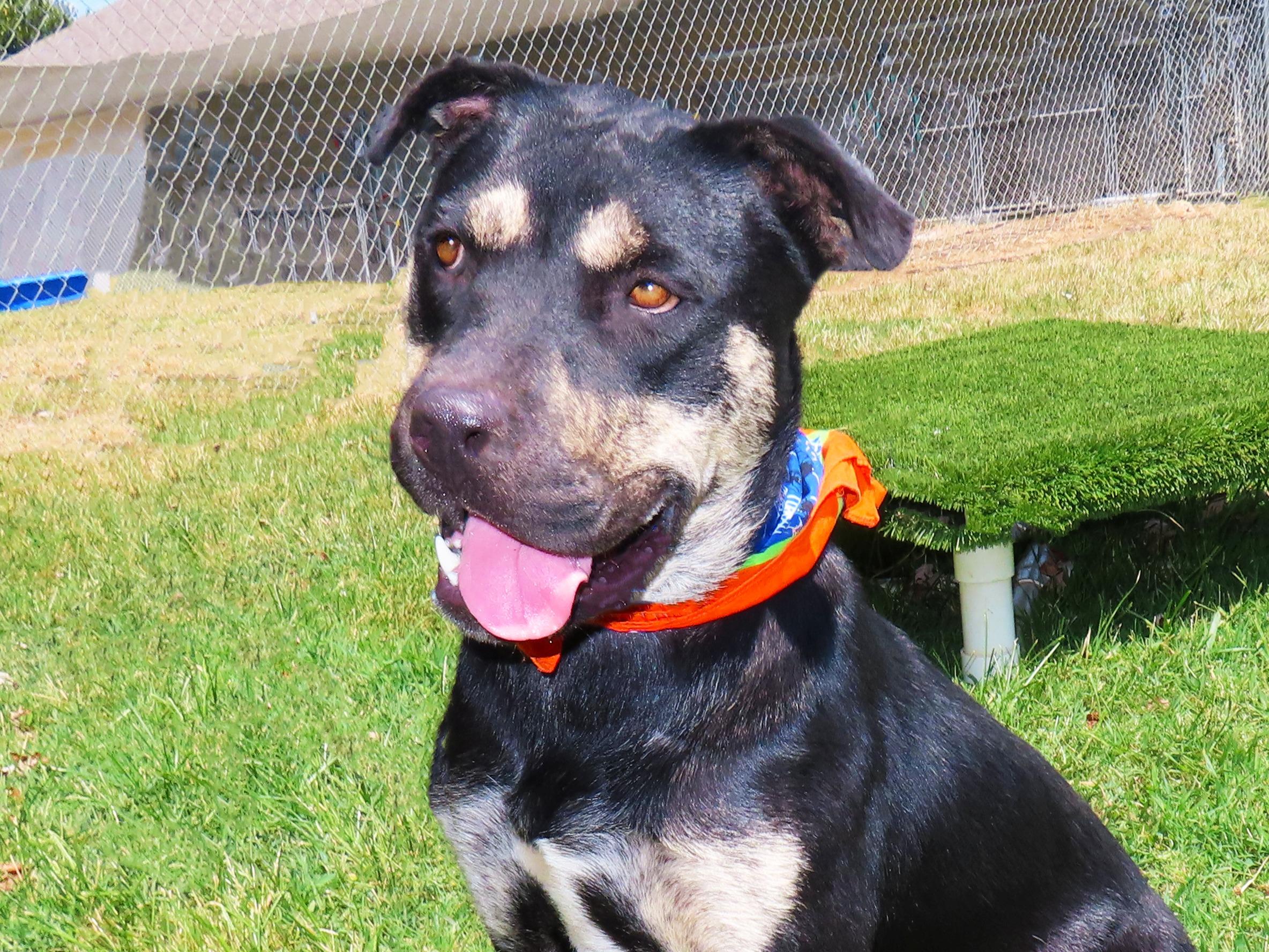 Enlarge Lukas 26C-214, a ADOPTABLE mixed breed in Rogers, AR image 1/5