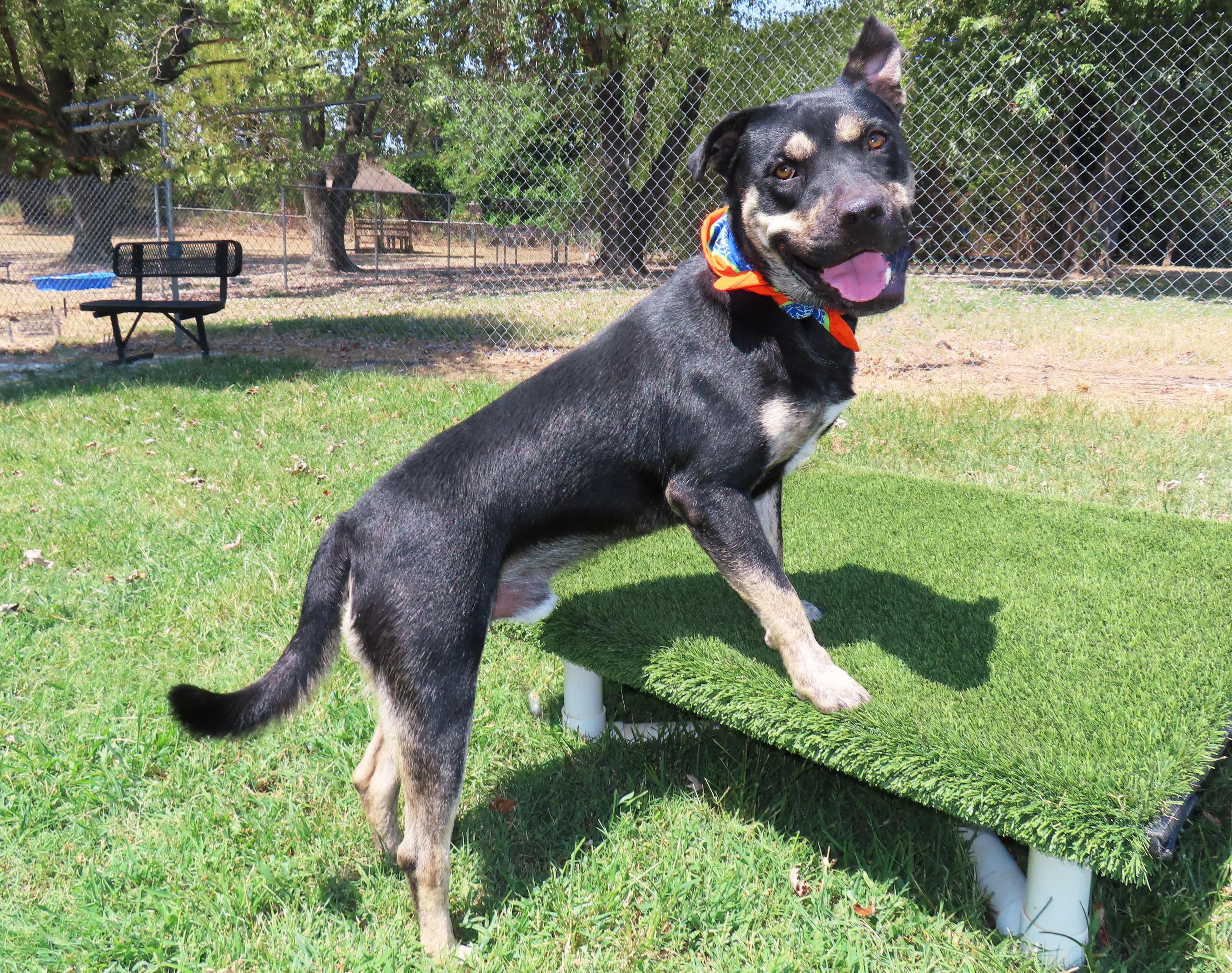 Enlarge Lukas 26C-214, a ADOPTABLE mixed breed in Rogers, AR image 2/5