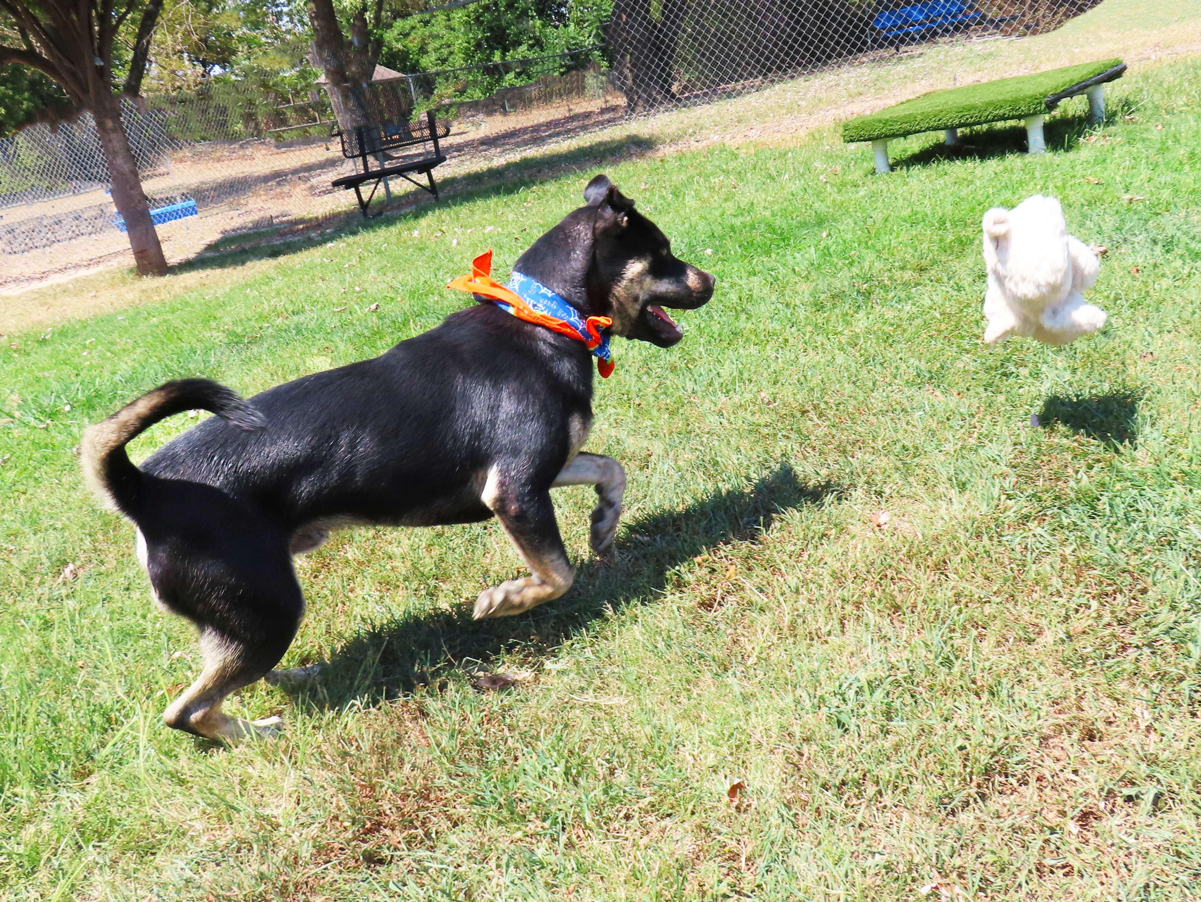 Enlarge Lukas 26C-214, a ADOPTABLE mixed breed in Rogers, AR image 4/5