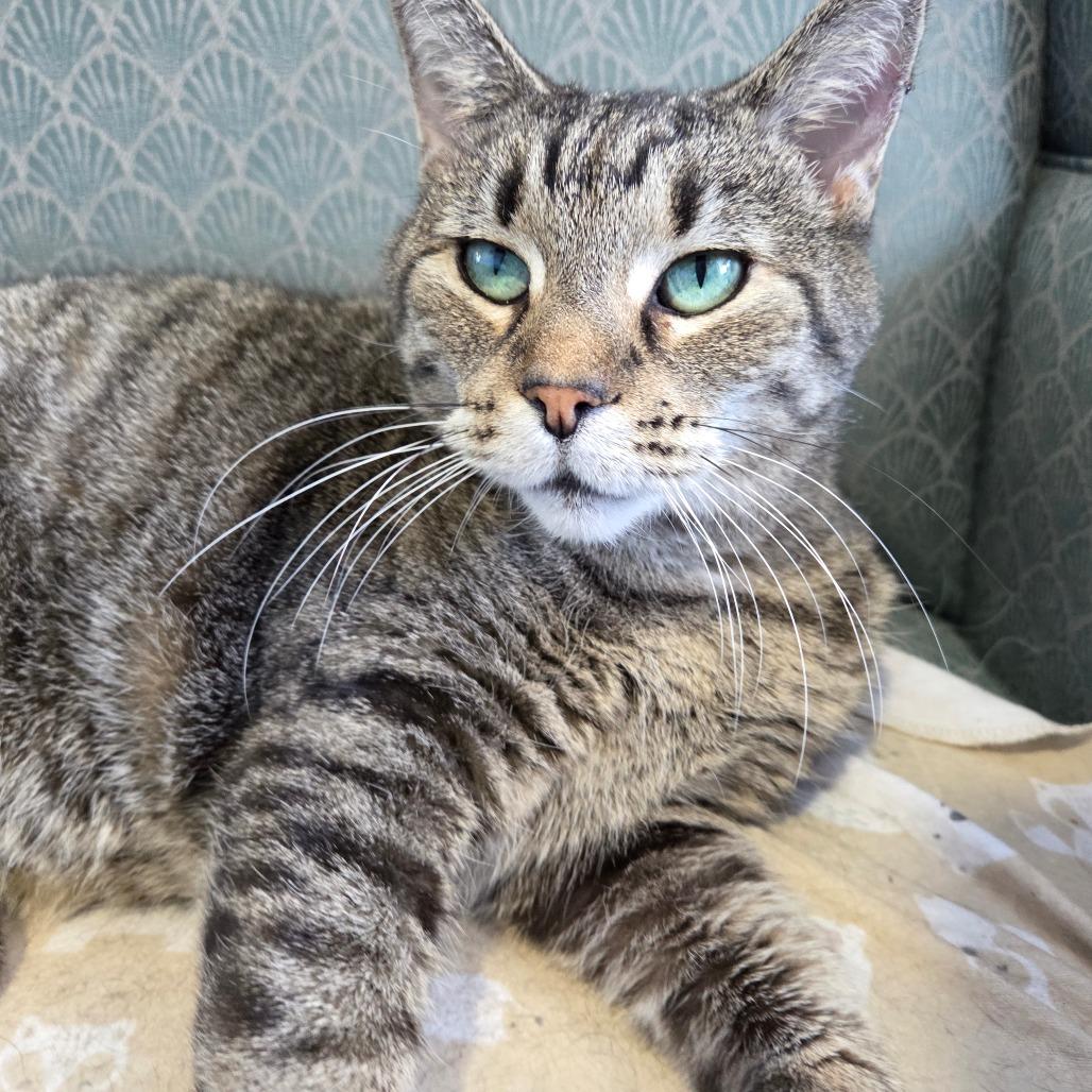 Enlarge Ravioli, a Adoptable Domestic Short Hair in Pontiac, IL image 1/6