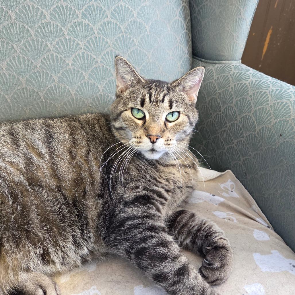 Enlarge Ravioli, a Adoptable Domestic Short Hair in Pontiac, IL image 2/6