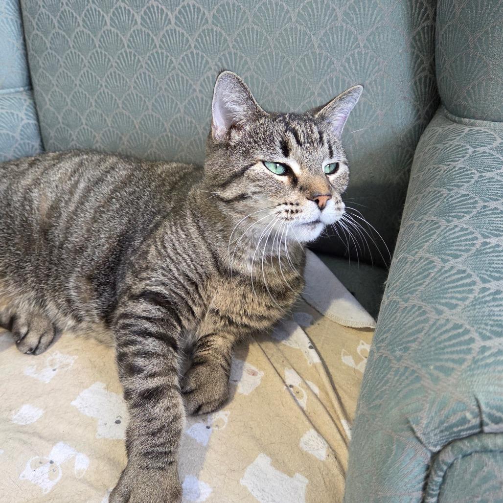 Enlarge Ravioli, a Adoptable Domestic Short Hair in Pontiac, IL image 3/6