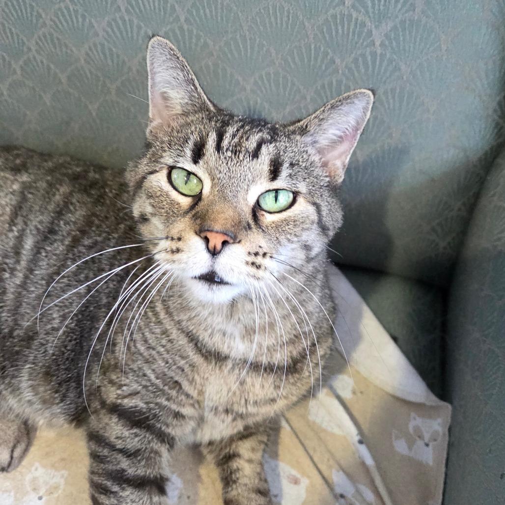 Enlarge Ravioli, a Adoptable Domestic Short Hair in Pontiac, IL image 4/6