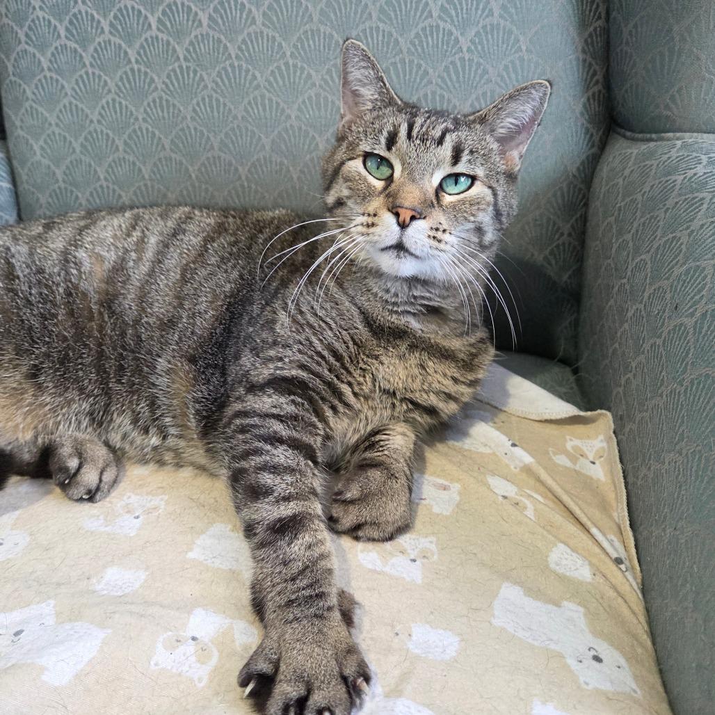 Enlarge Ravioli, a Adoptable Domestic Short Hair in Pontiac, IL image 5/6