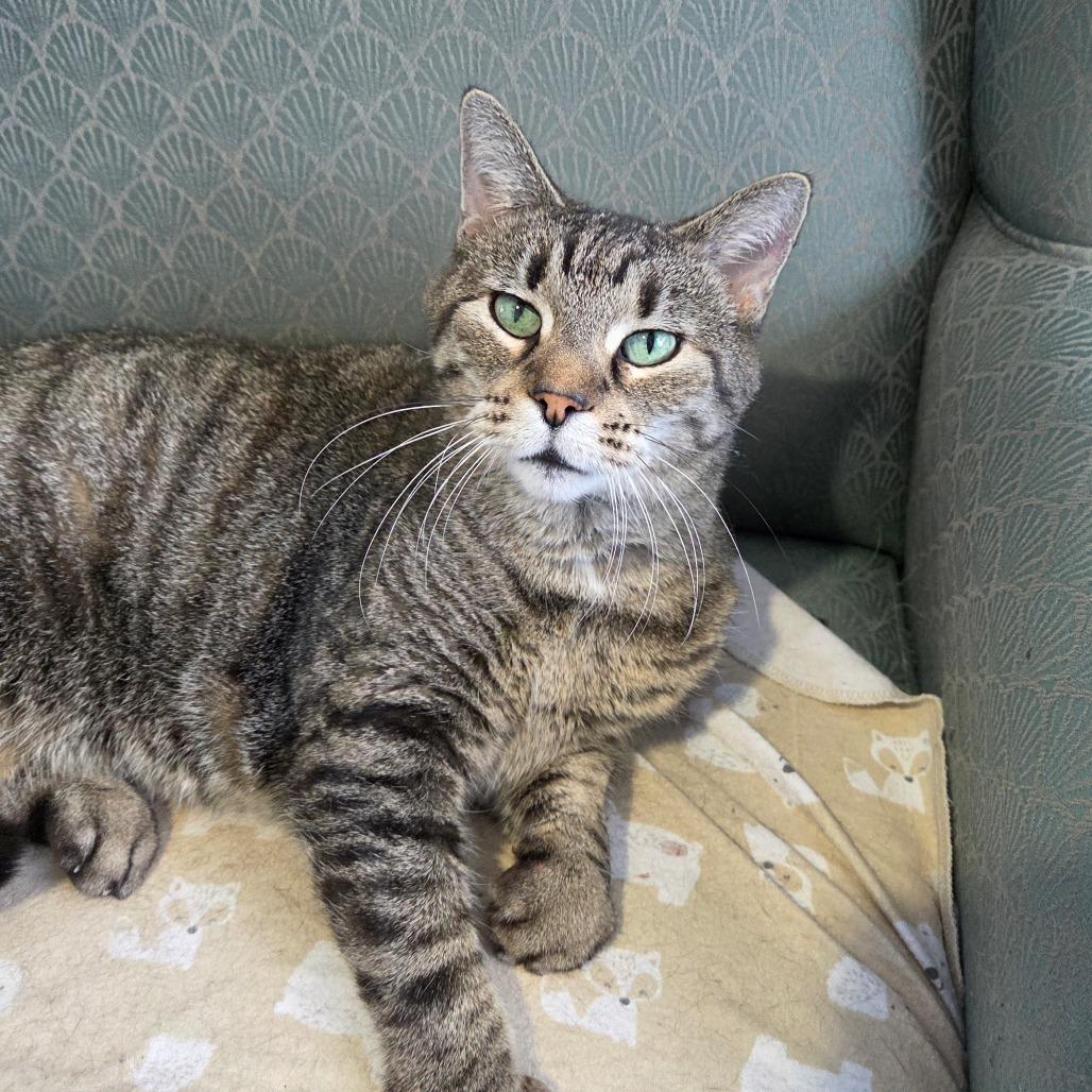 Enlarge Ravioli, a Adoptable Domestic Short Hair in Pontiac, IL image 6/6