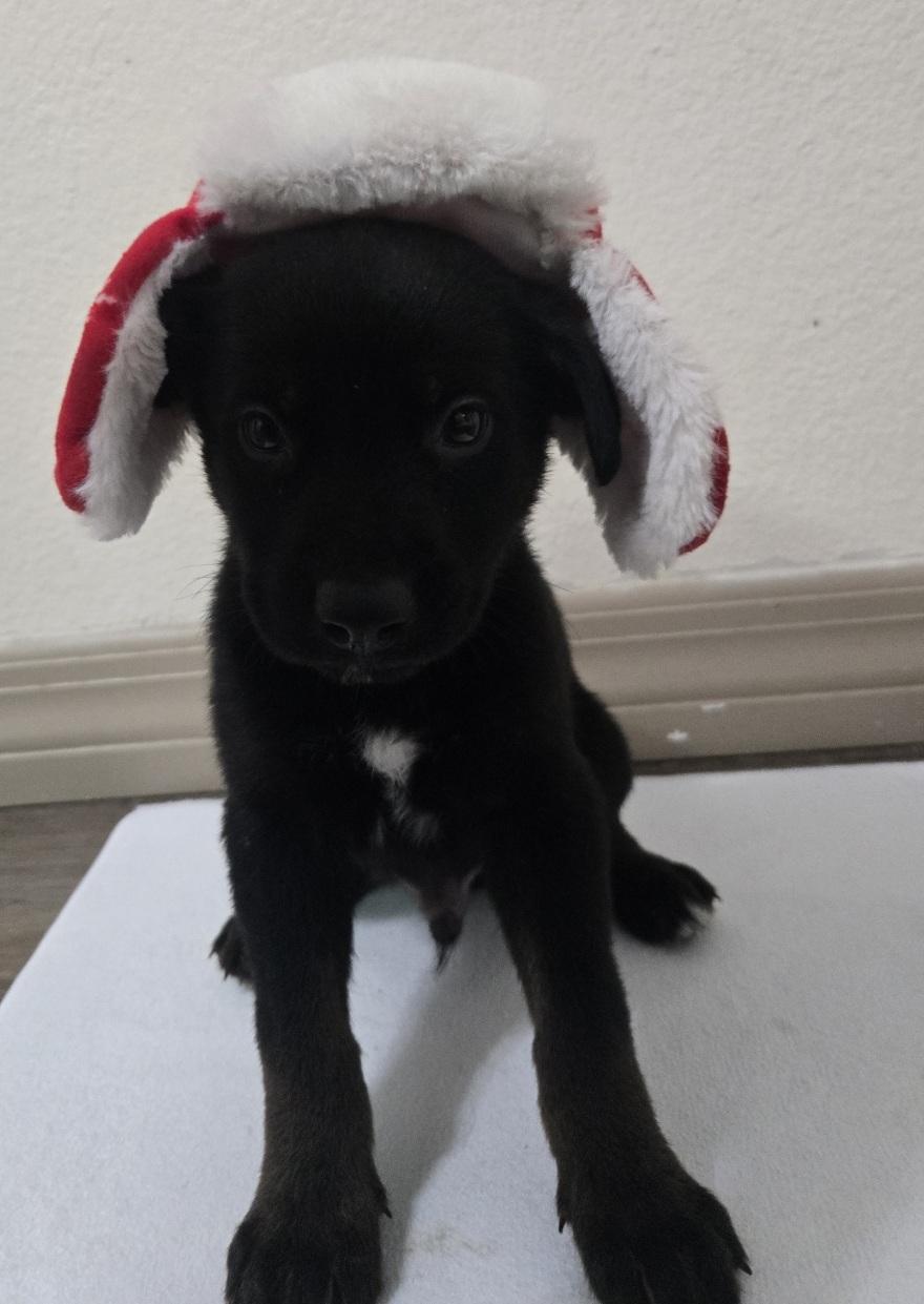Yule, adoptable, Puppy Male Husky & German Shepherd Dog.