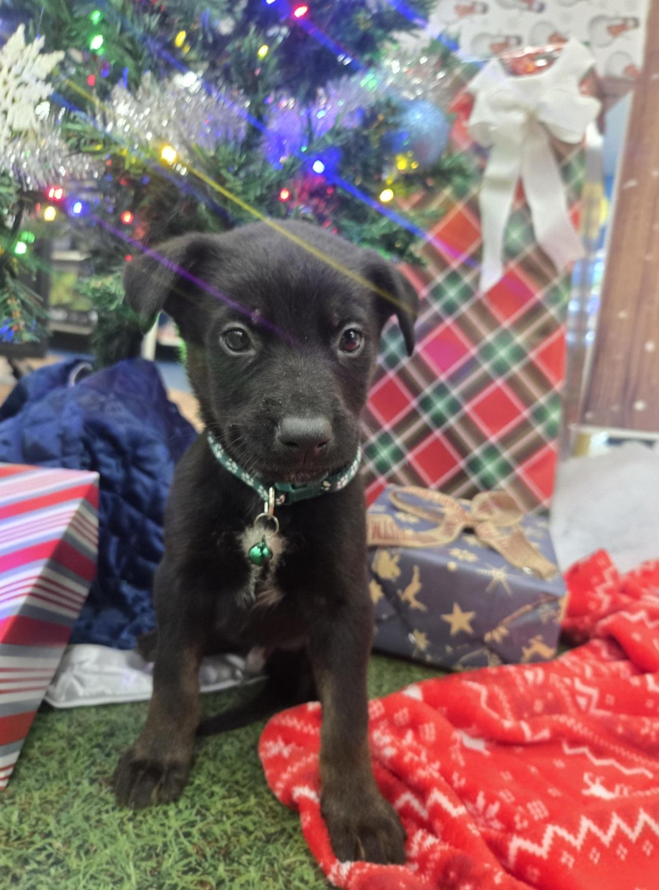 Yule, adoptable, Puppy Male Husky & German Shepherd Dog.