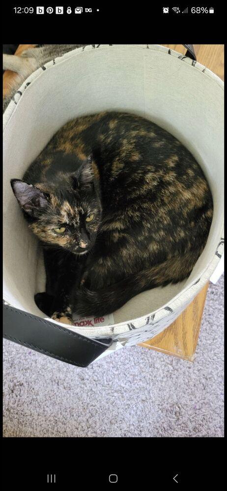 Enlarge Pearl, a Adoptable Domestic Short Hair in Greene, NY image 1/2