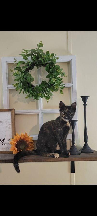 Enlarge Pearl, a Adoptable Domestic Short Hair in Greene, NY image 2/2