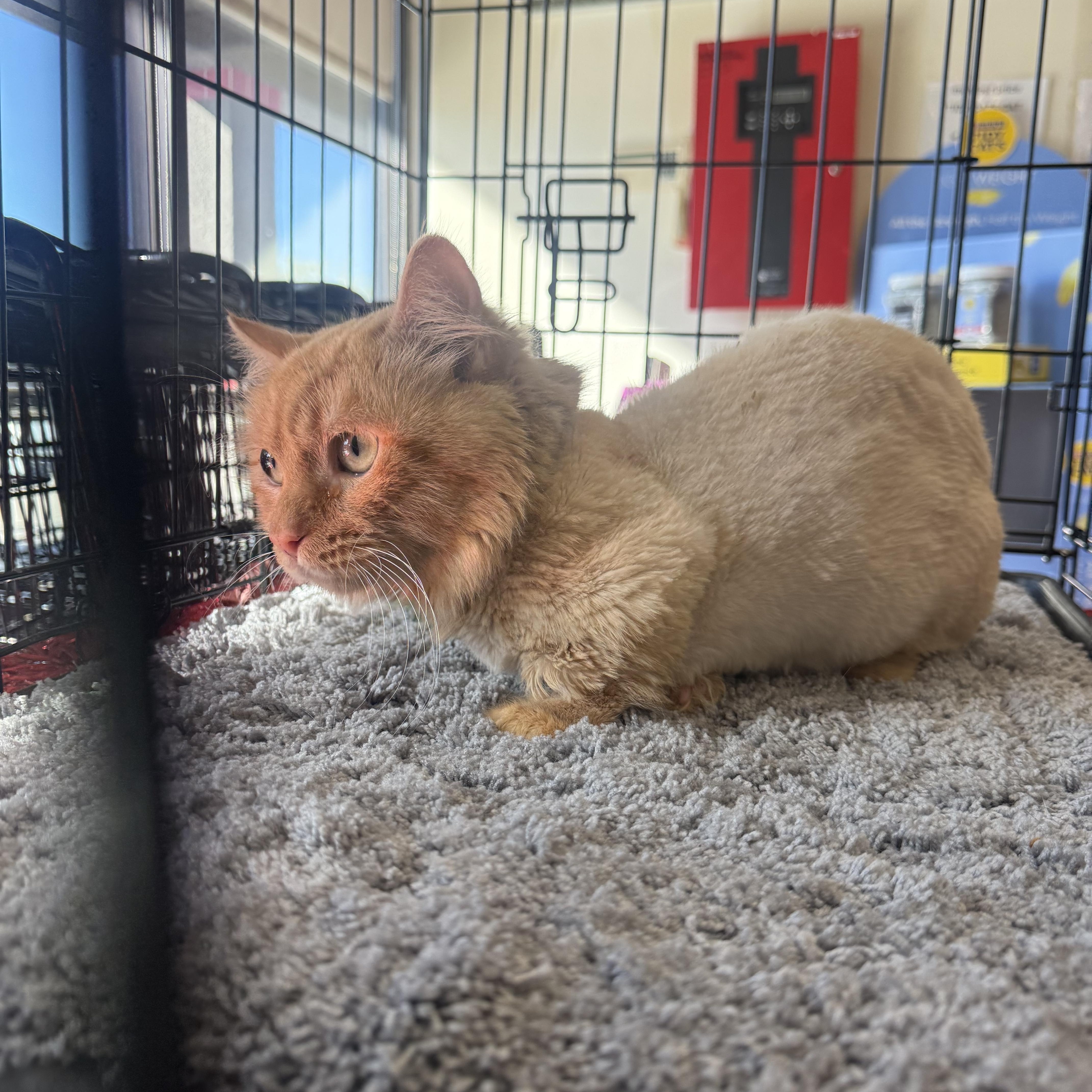 Catapillar Shortpants