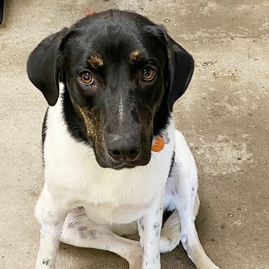 Benji, an adoptable Shepherd, Hound in Oklahoma City, OK, 73189 | Photo Image 4