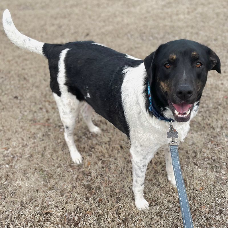 Benji, an adoptable Shepherd, Hound in Oklahoma City, OK, 73189 | Photo Image 5