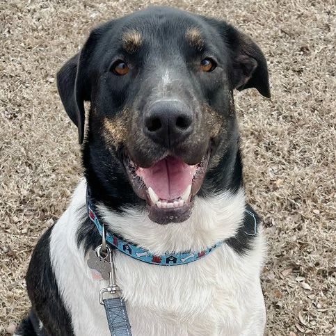 Enlarge Benji, a Adoptable mixed breed in Oklahoma City, OK image 1/11
