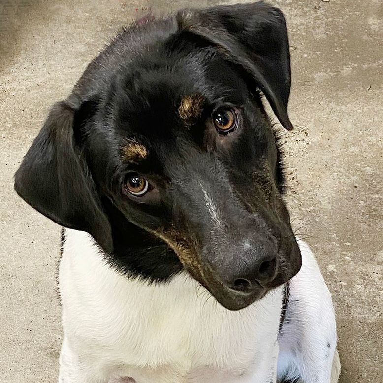 Benji, an adoptable Shepherd, Hound in Oklahoma City, OK, 73189 | Photo Image 3