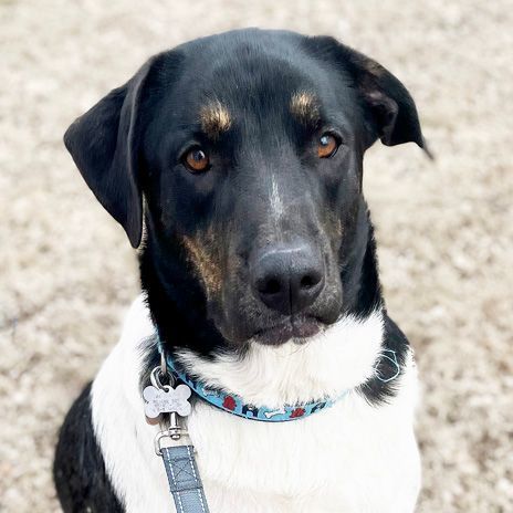 Enlarge Benji, a Adoptable mixed breed in Oklahoma City, OK image 11/11