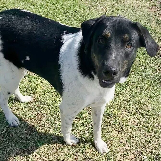 Benji, an adoptable Shepherd, Hound in Oklahoma City, OK, 73189 | Photo Image 2
