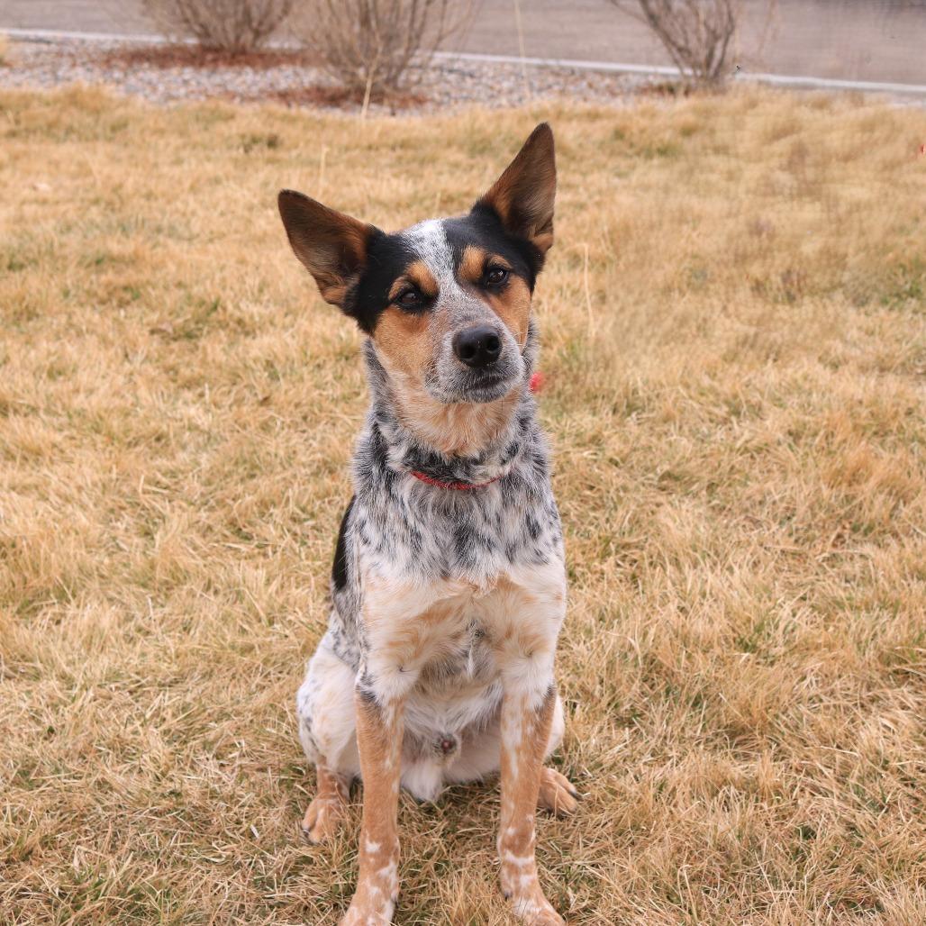 Whiskey, Adoptable, Adult Male Australian Cattle Dog / Blue Heeler.