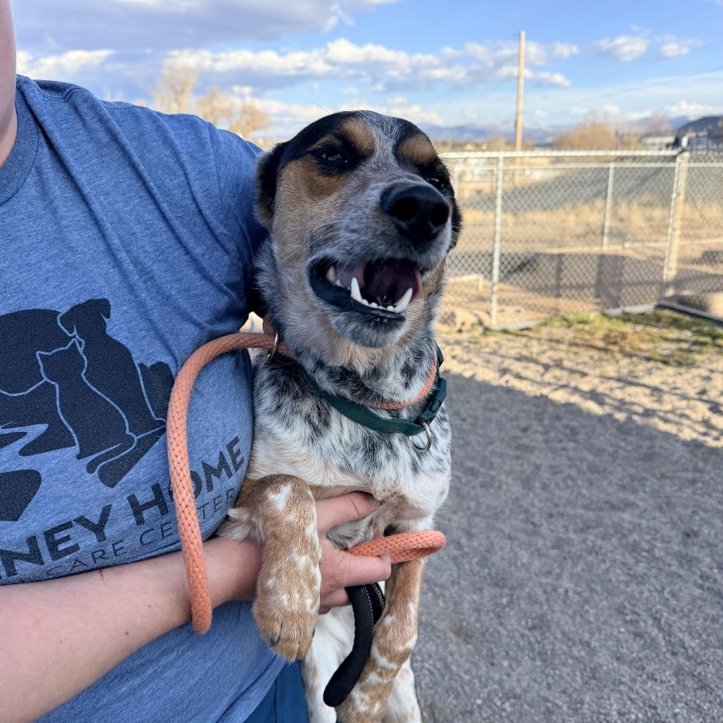 Enlarge Whiskey, a Adoptable mixed breed in Rifle, CO image 2/6