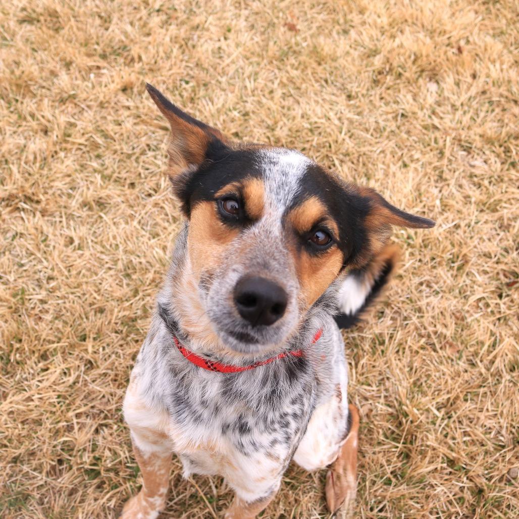 Enlarge Whiskey, a Adoptable mixed breed in Rifle, CO image 4/6