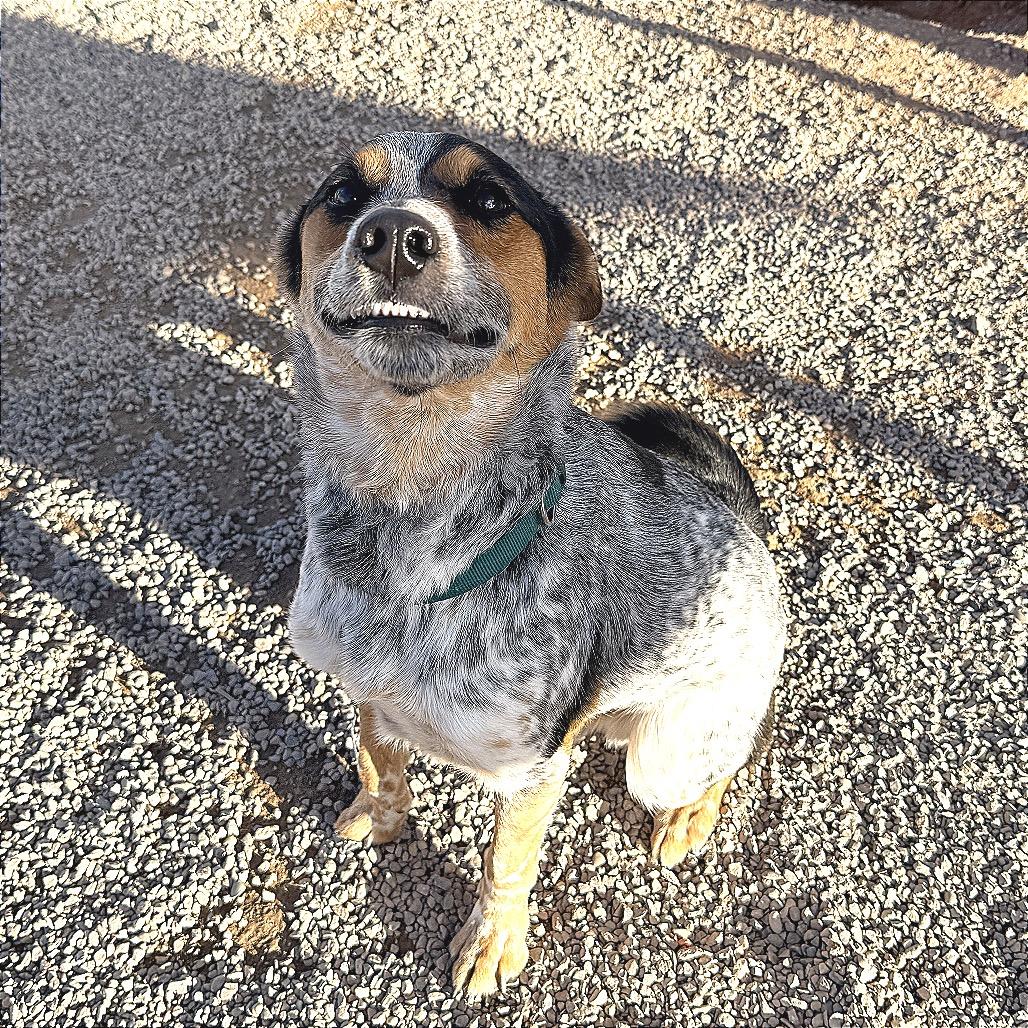 Enlarge Whiskey, a Adoptable mixed breed in Rifle, CO image 5/6