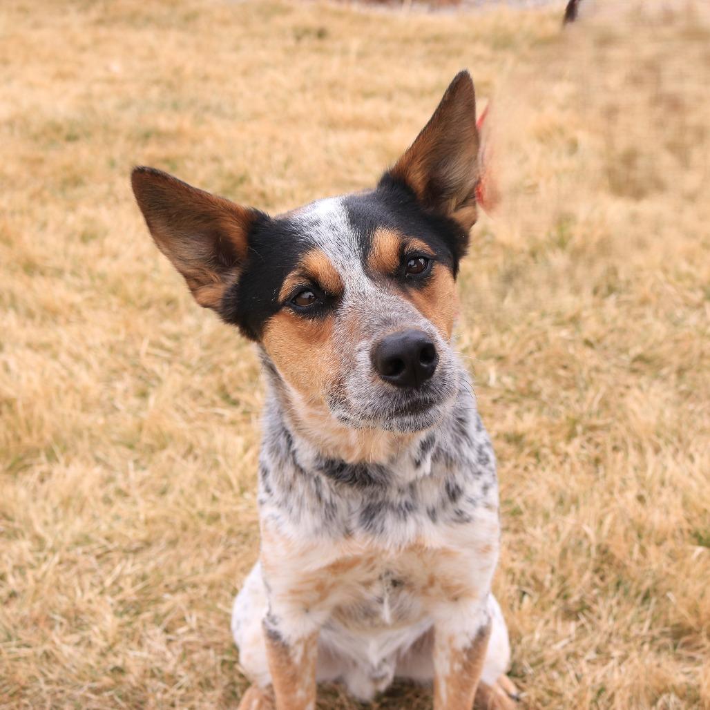 Enlarge Whiskey, a Adoptable mixed breed in Rifle, CO image 6/6