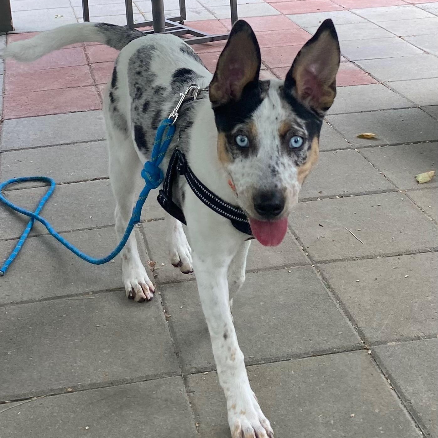 REIGN, adopted, Puppy Female Catahoula Leopard Dog & Belgian Shepherd / Malinois.