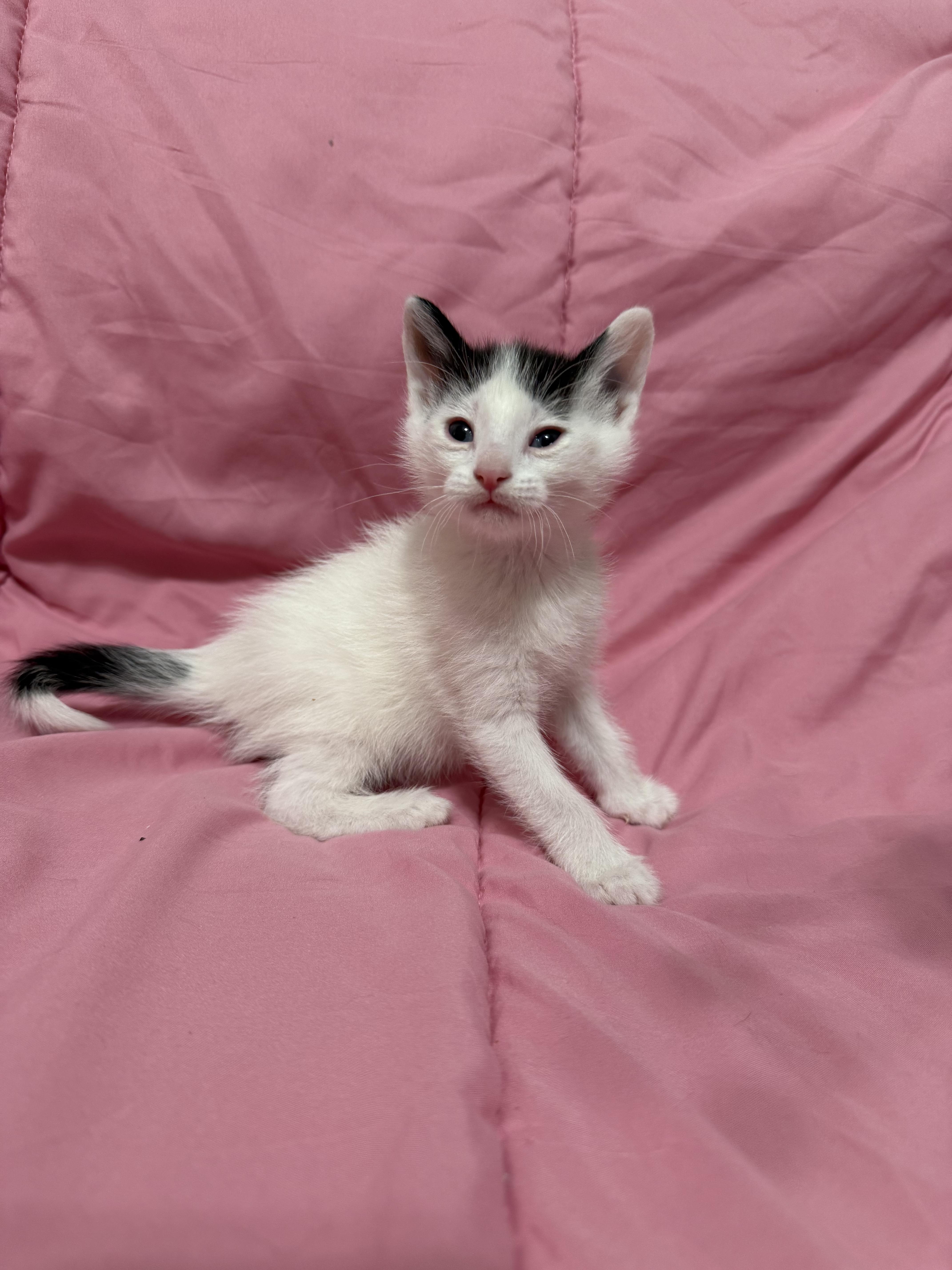 Stripe, Adoptable, Kitten Male Domestic Short Hair.