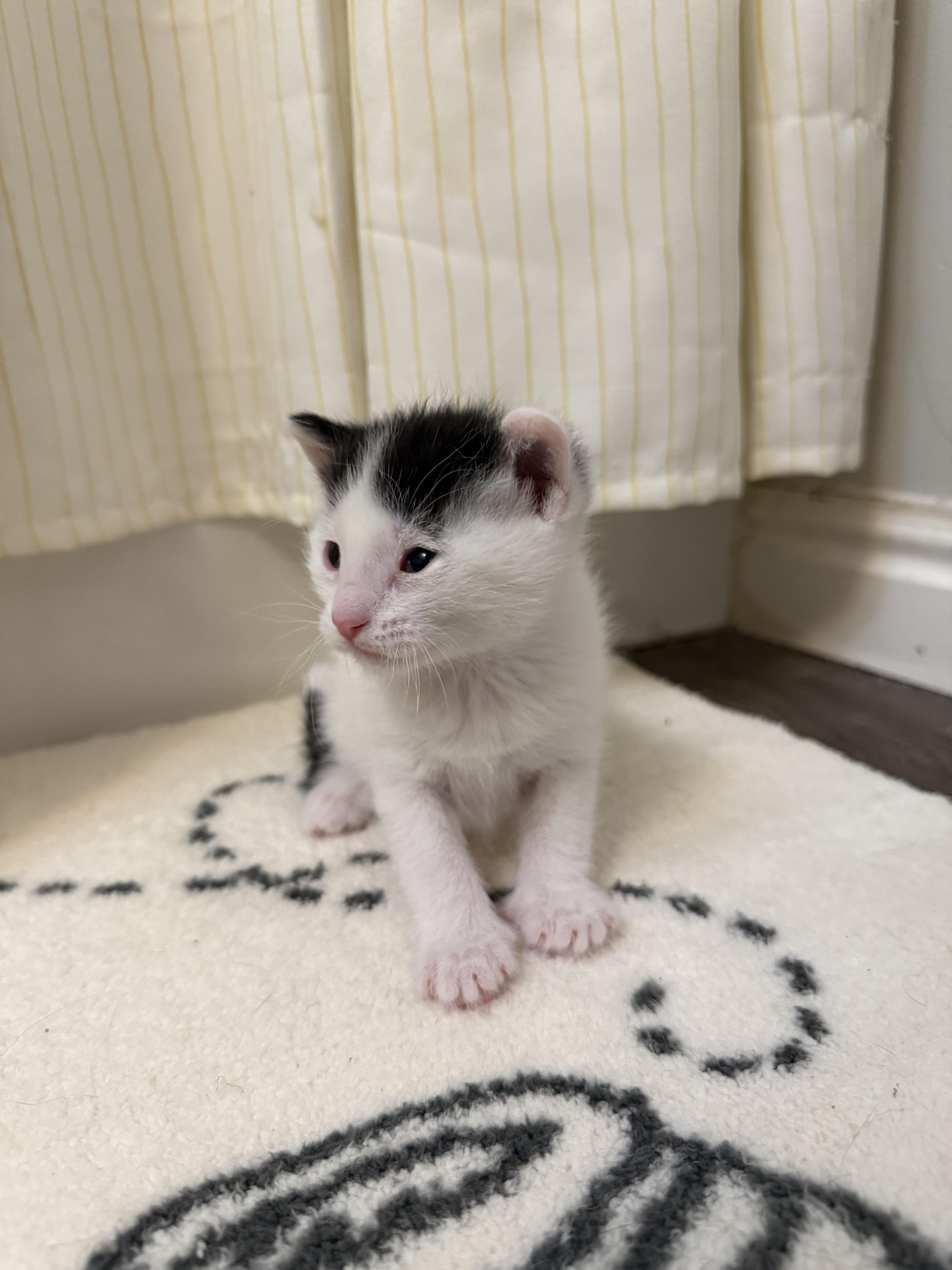 Stripe, a Adoptable Domestic Short Hair in Fruit Heights, UT image 3/3