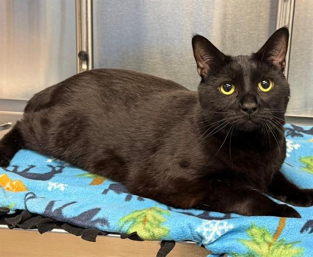 KNOBS, Adoptable, Adult Male Manx & Domestic Short Hair.