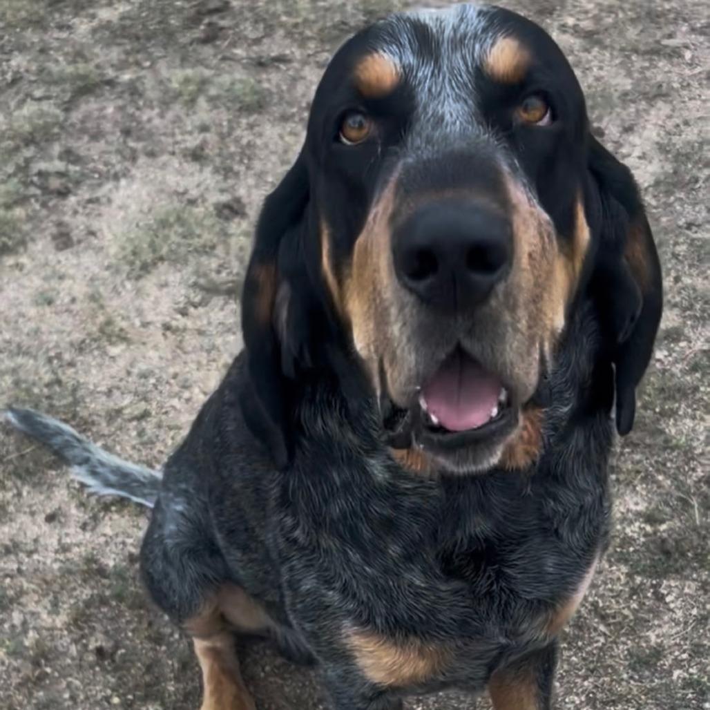 Dwight, Adoptable, Adult Male Bluetick Coonhound.