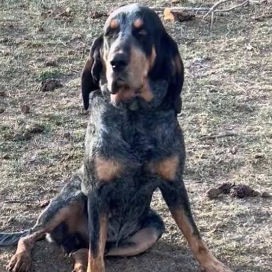 Dwight, a Adoptable Bluetick Coonhound in Colorado Springs, CO image 2/5