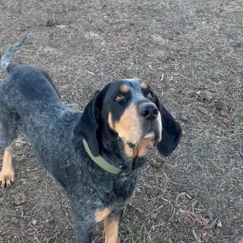 Dwight, a Adoptable Bluetick Coonhound in Colorado Springs, CO image 3/5