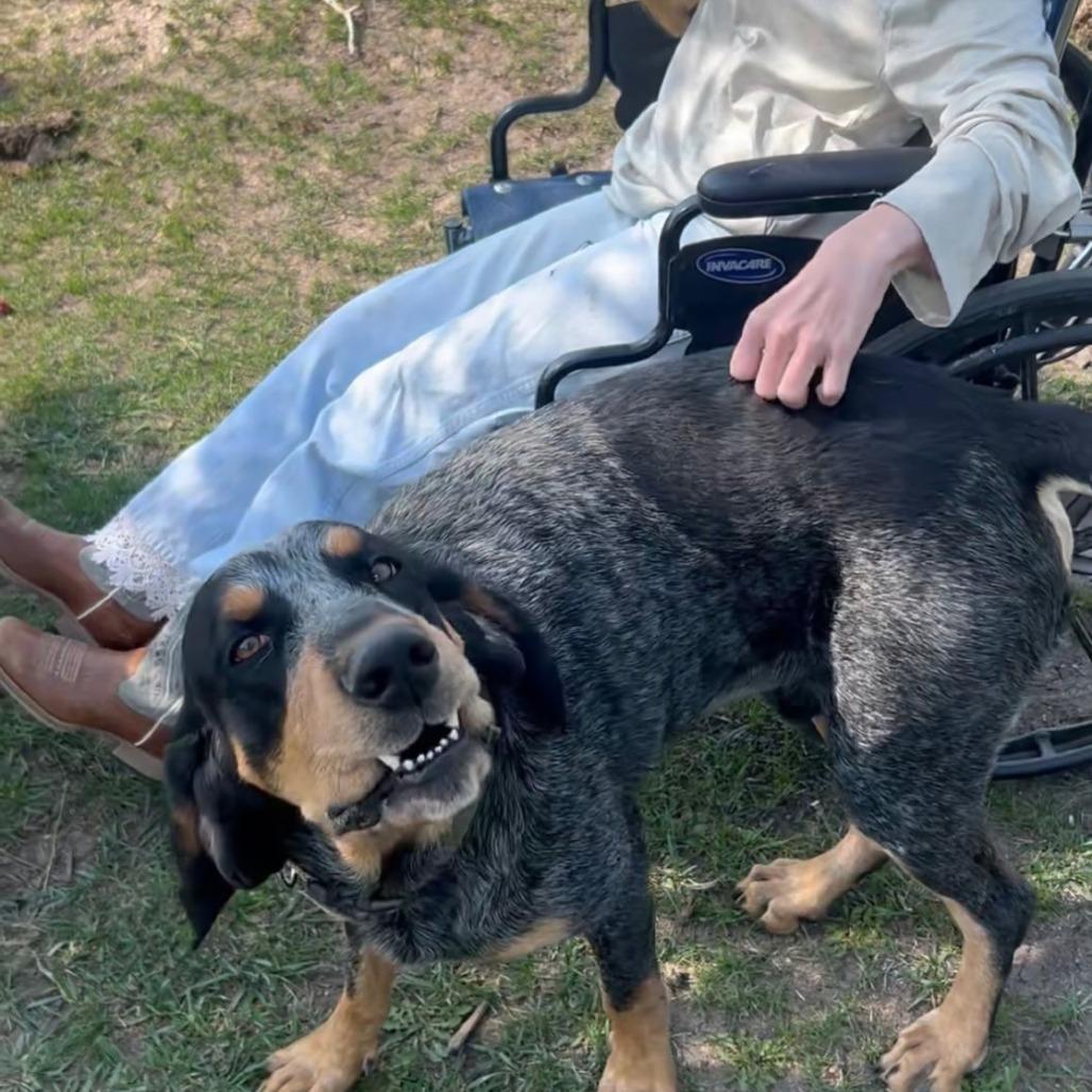 Dwight, a Adoptable Bluetick Coonhound in Colorado Springs, CO image 4/5