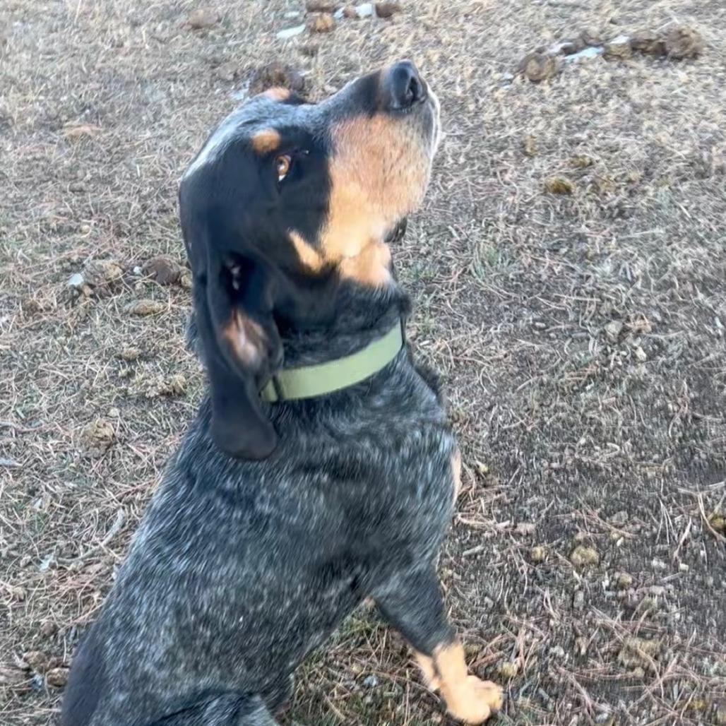 Dwight, a Adoptable Bluetick Coonhound in Colorado Springs, CO image 5/5