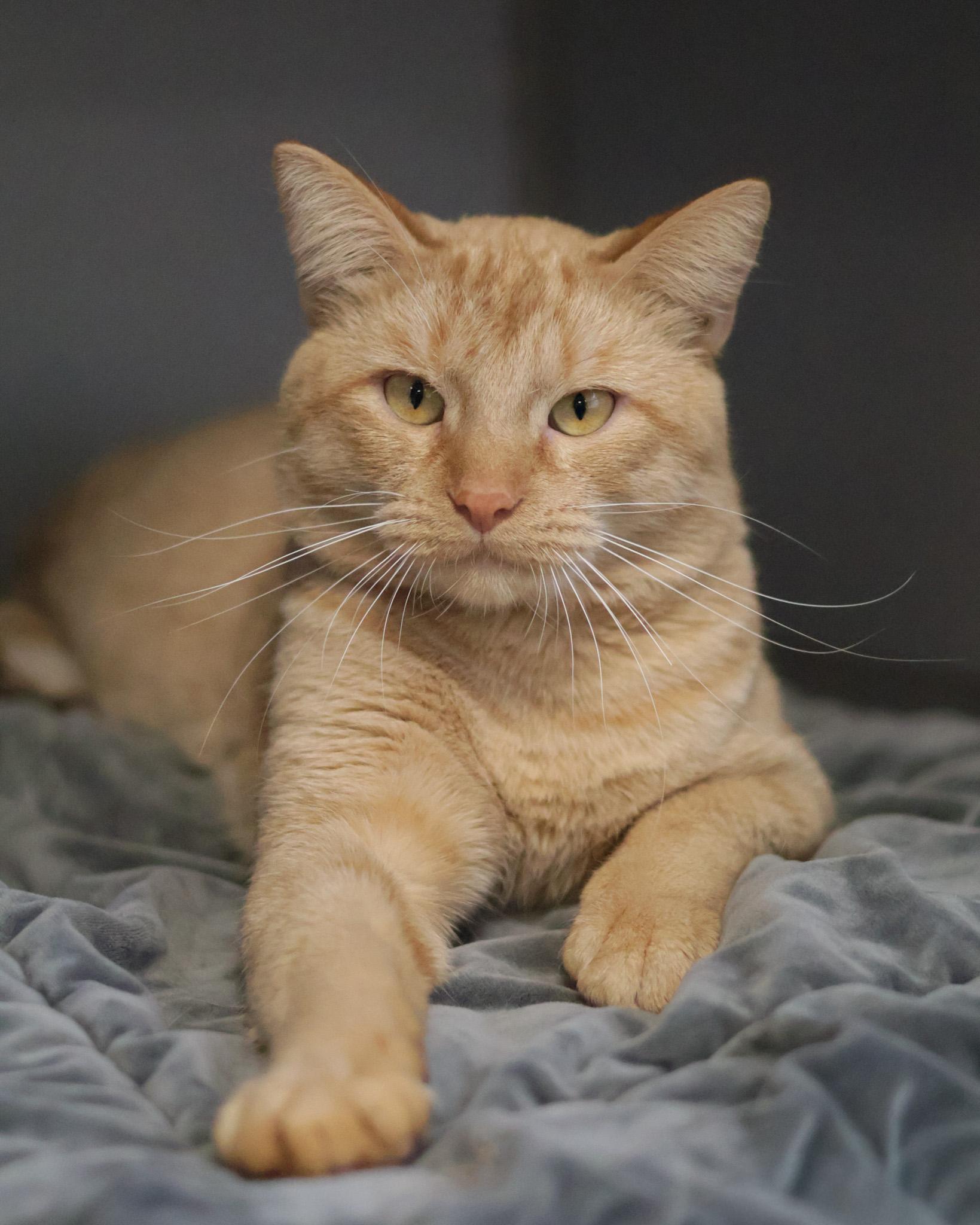 50 Cent, Adoptable, Adult Male Domestic Short Hair.