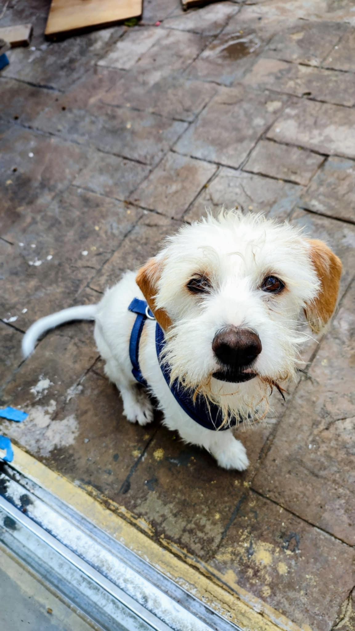alex, an adopted Terrier in Tijuana, BCN image 1/3
