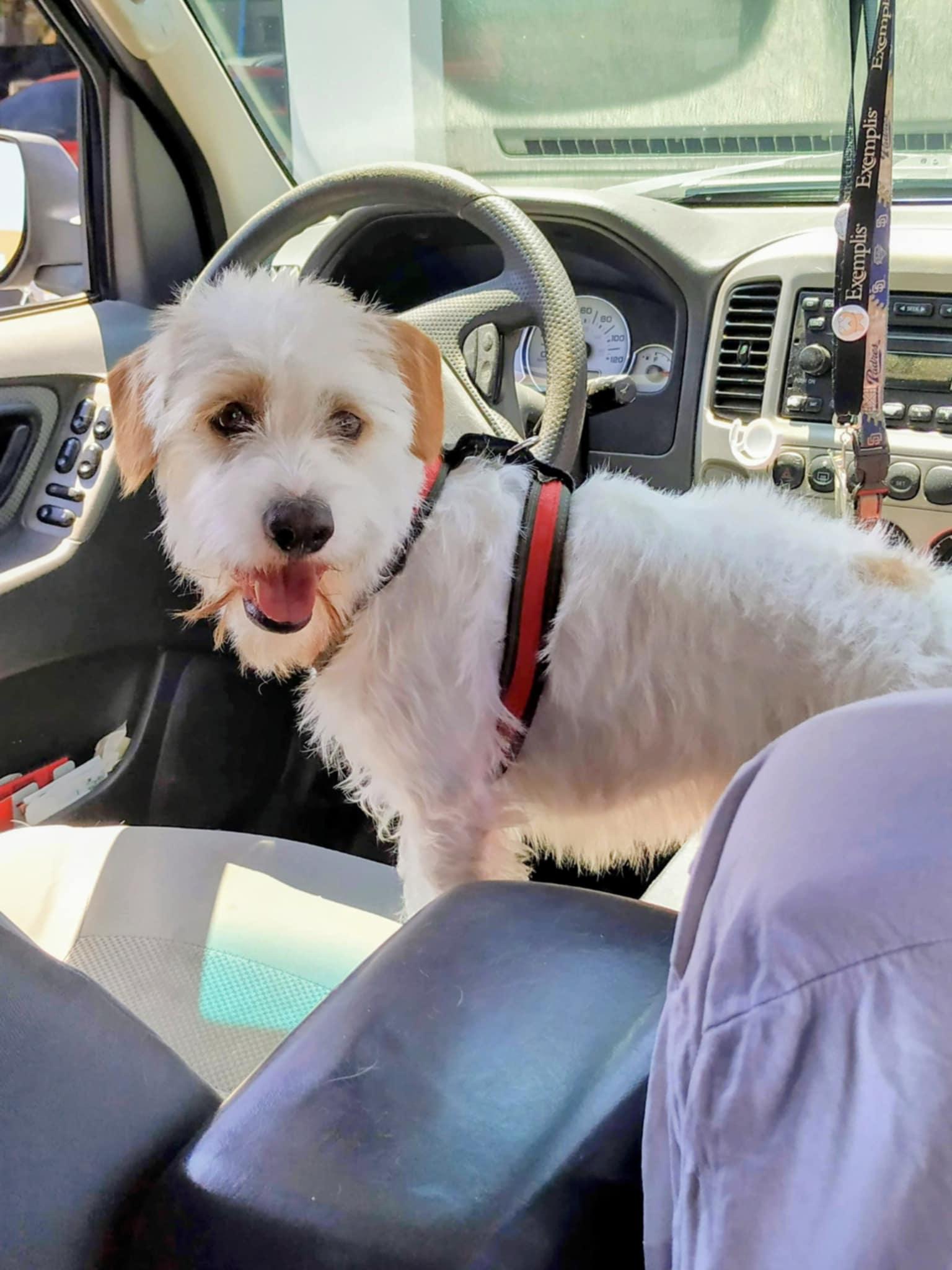 alex, an adopted Terrier in Tijuana, BCN image 2/3