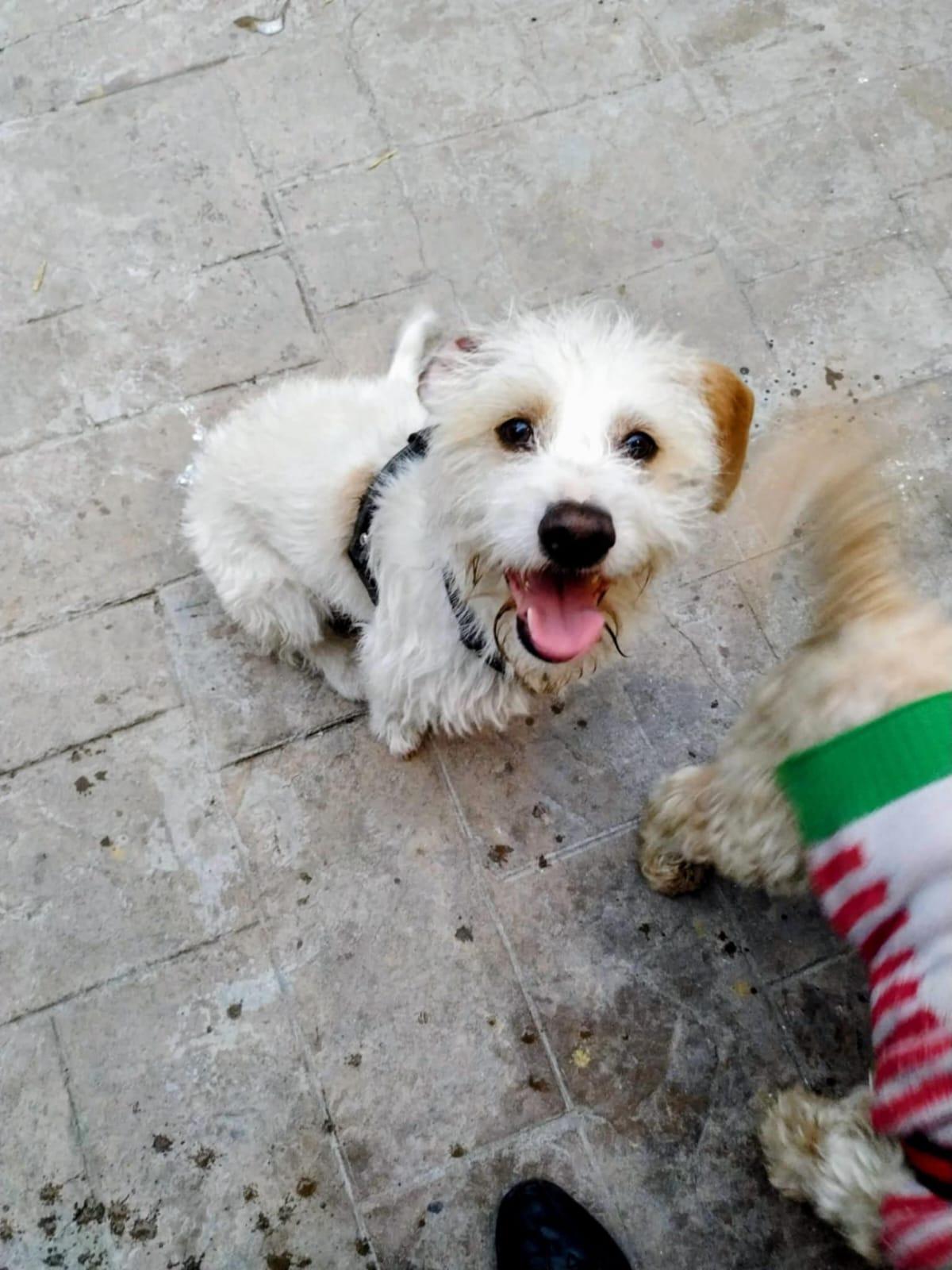 alex, an adopted Terrier in Tijuana, BCN image 3/3