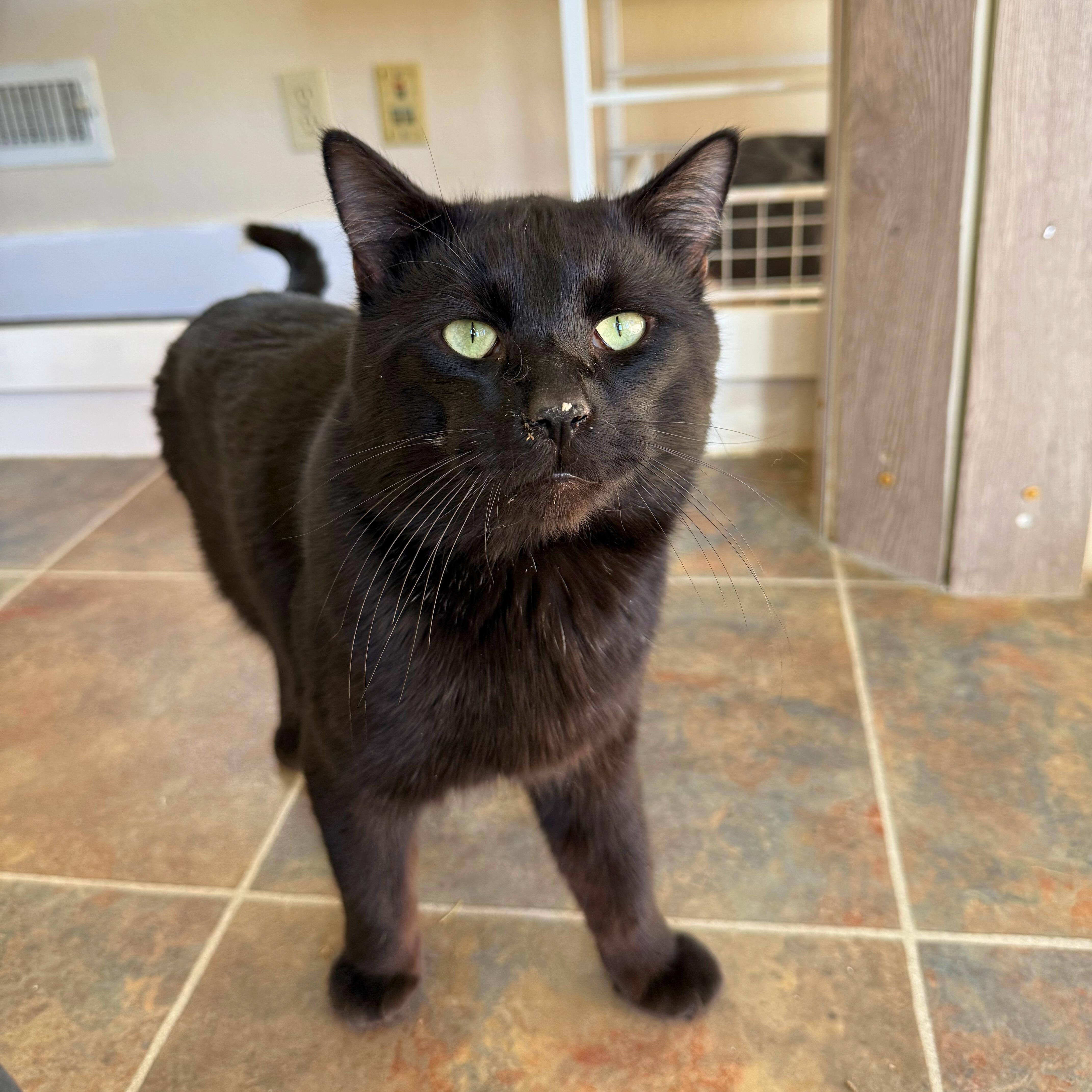 Albus, adoptable, Adult Male Domestic Short Hair.