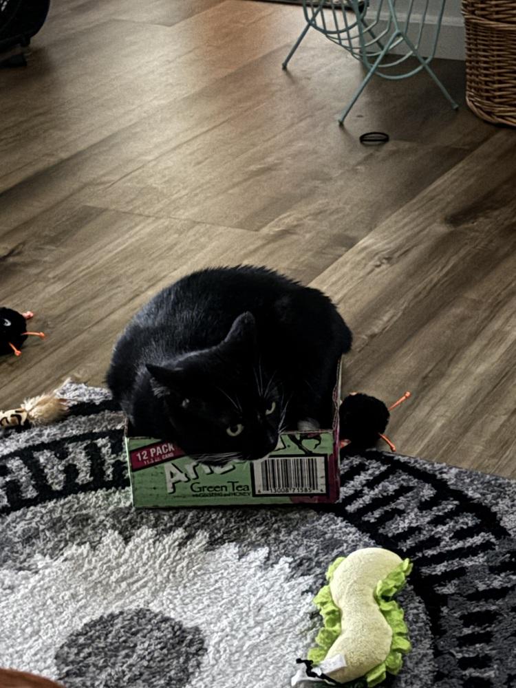 Vee, Adoptable, Adult Female Domestic Short Hair.