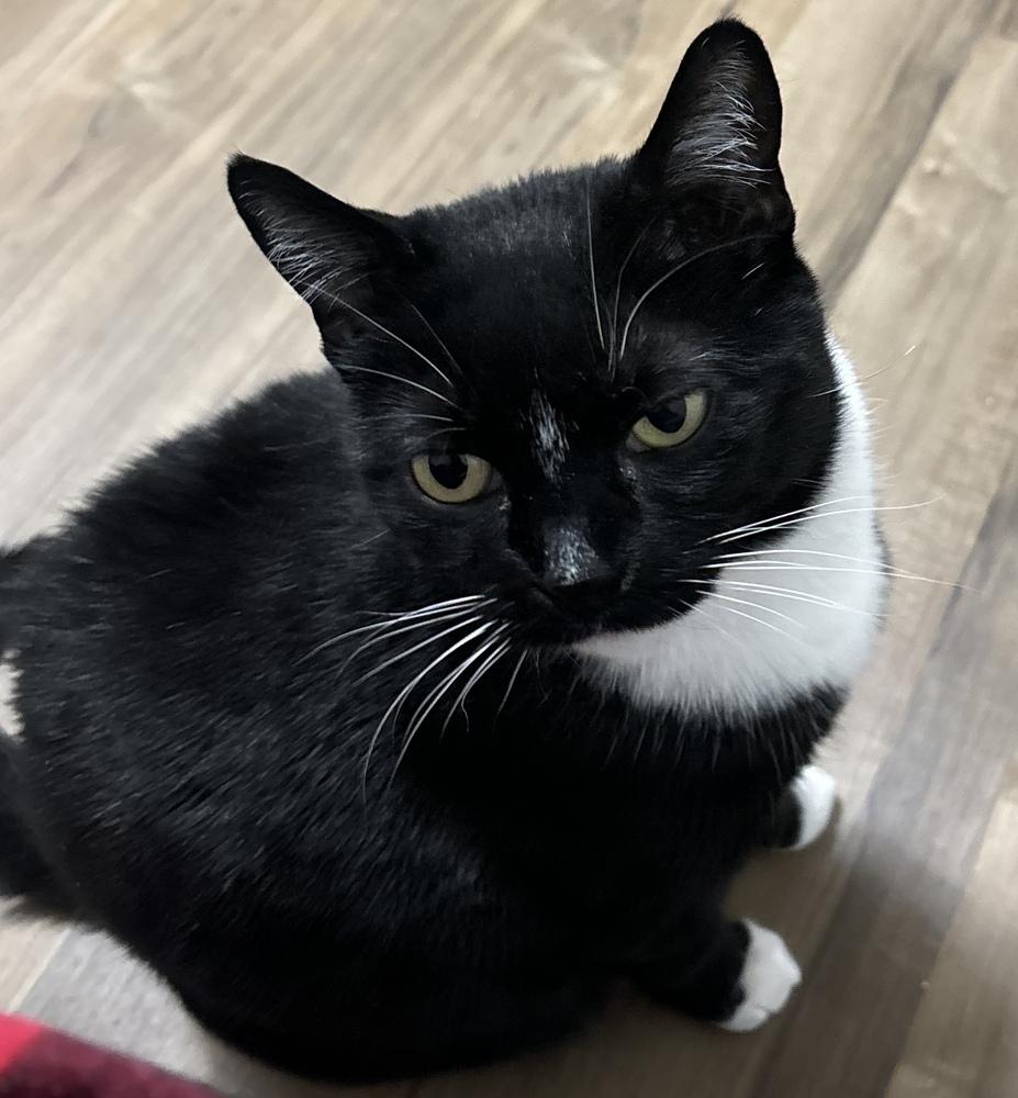 Enlarge Vee, a Adoptable Domestic Short Hair in Fort collins, CO image 2/6