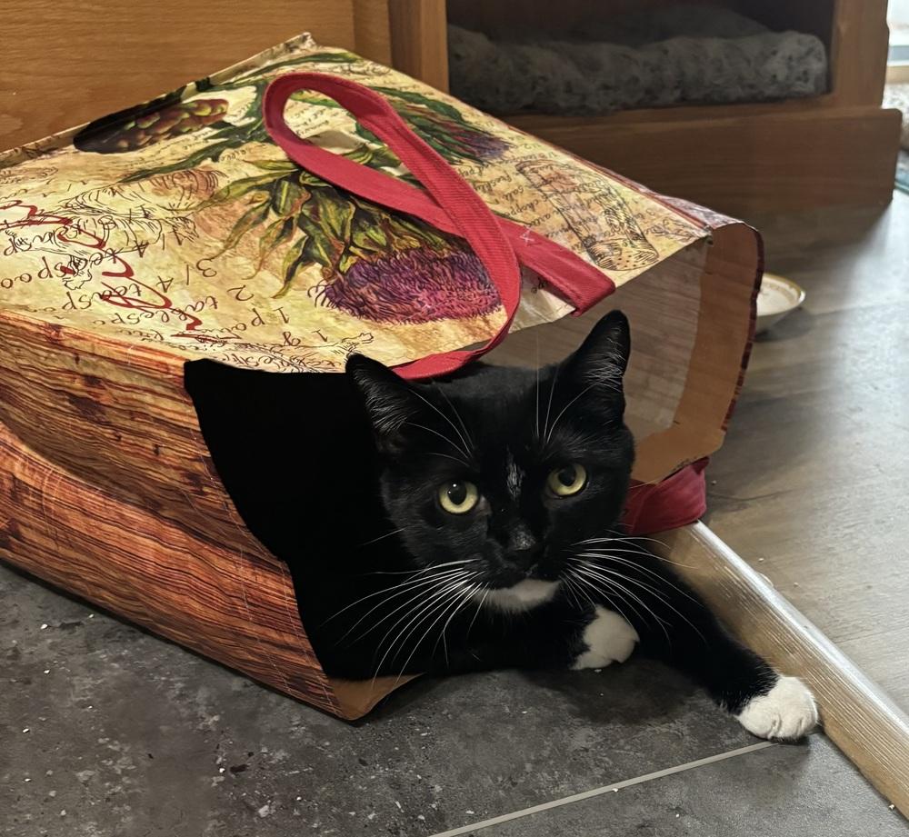 Enlarge Vee, a Adoptable Domestic Short Hair in Fort collins, CO image 3/6