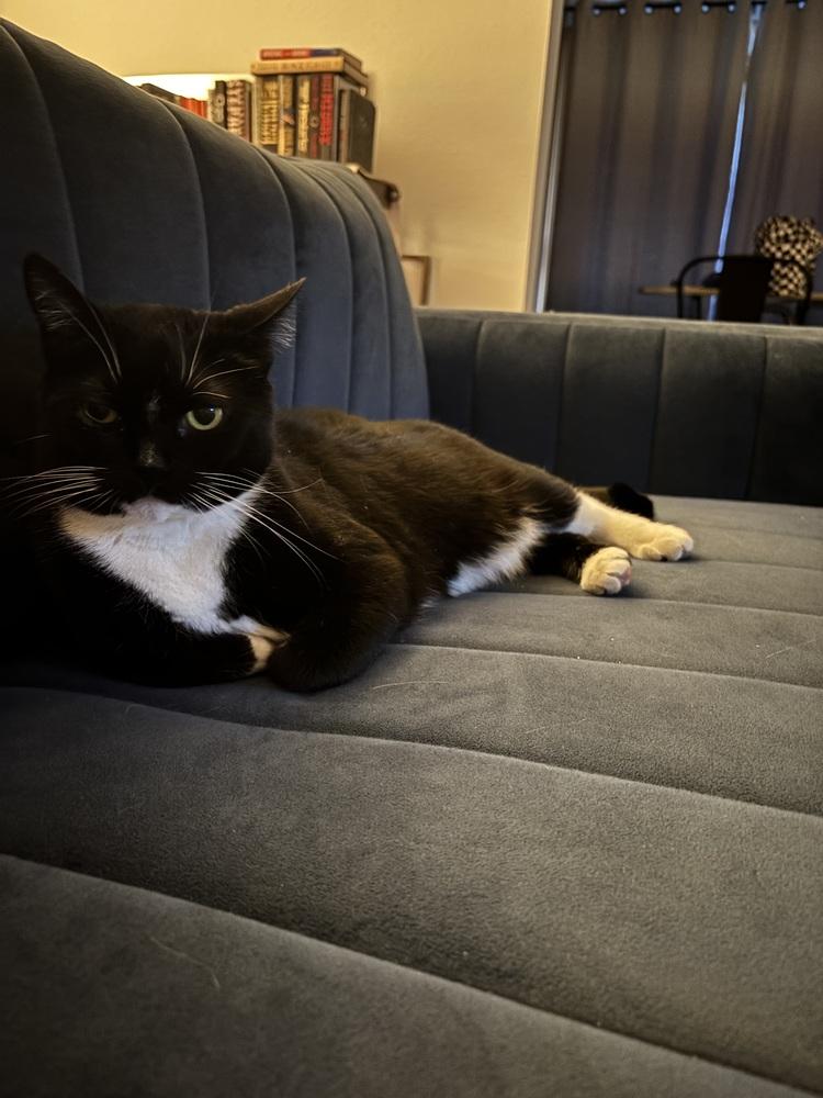 Enlarge Vee, a Adoptable Domestic Short Hair in Fort collins, CO image 4/6