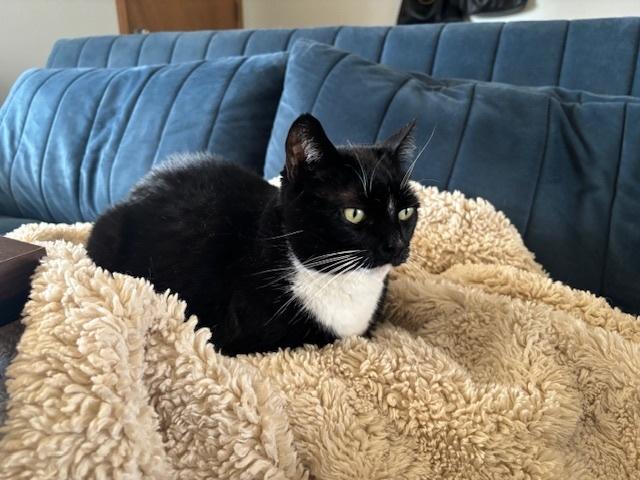 Enlarge Vee, a Adoptable Domestic Short Hair in Fort collins, CO image 5/6