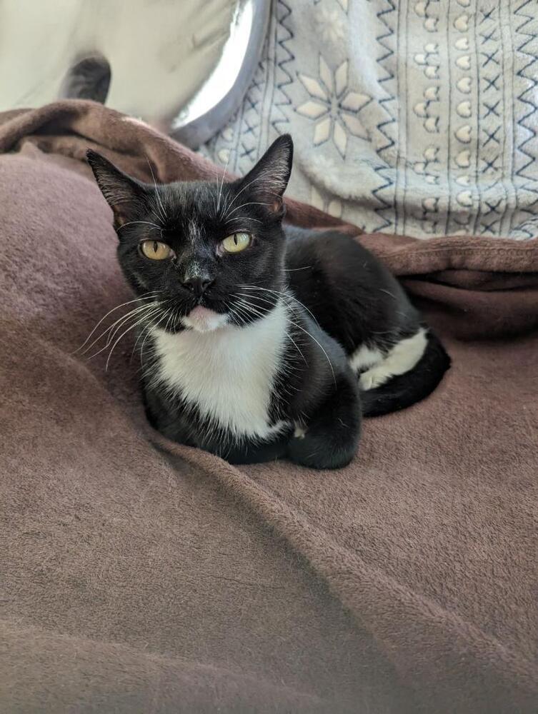 Enlarge Vee, a Adoptable Domestic Short Hair in Fort collins, CO image 5/6