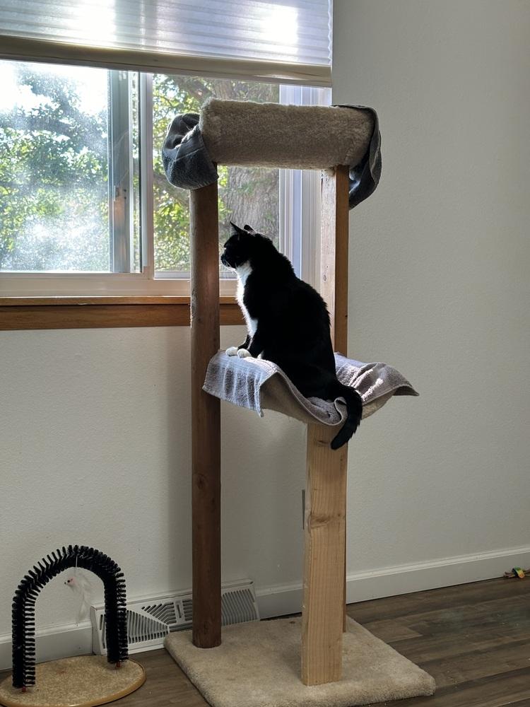 Enlarge Vee, a Adoptable Domestic Short Hair in Fort collins, CO image 6/6