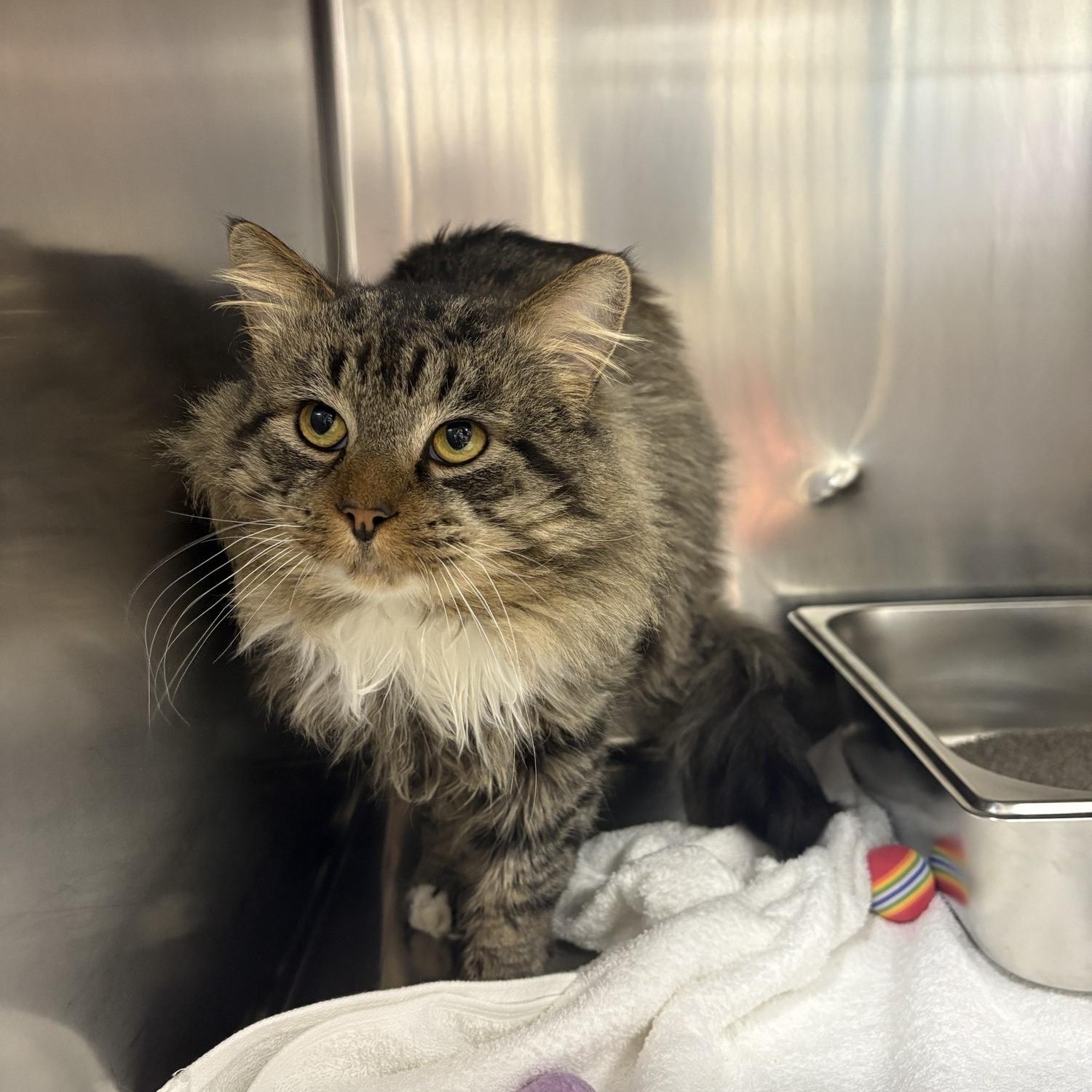 Enlarge Boomerang , a ADOPTABLE Domestic Long Hair in Saint Charles, MO image 3/4