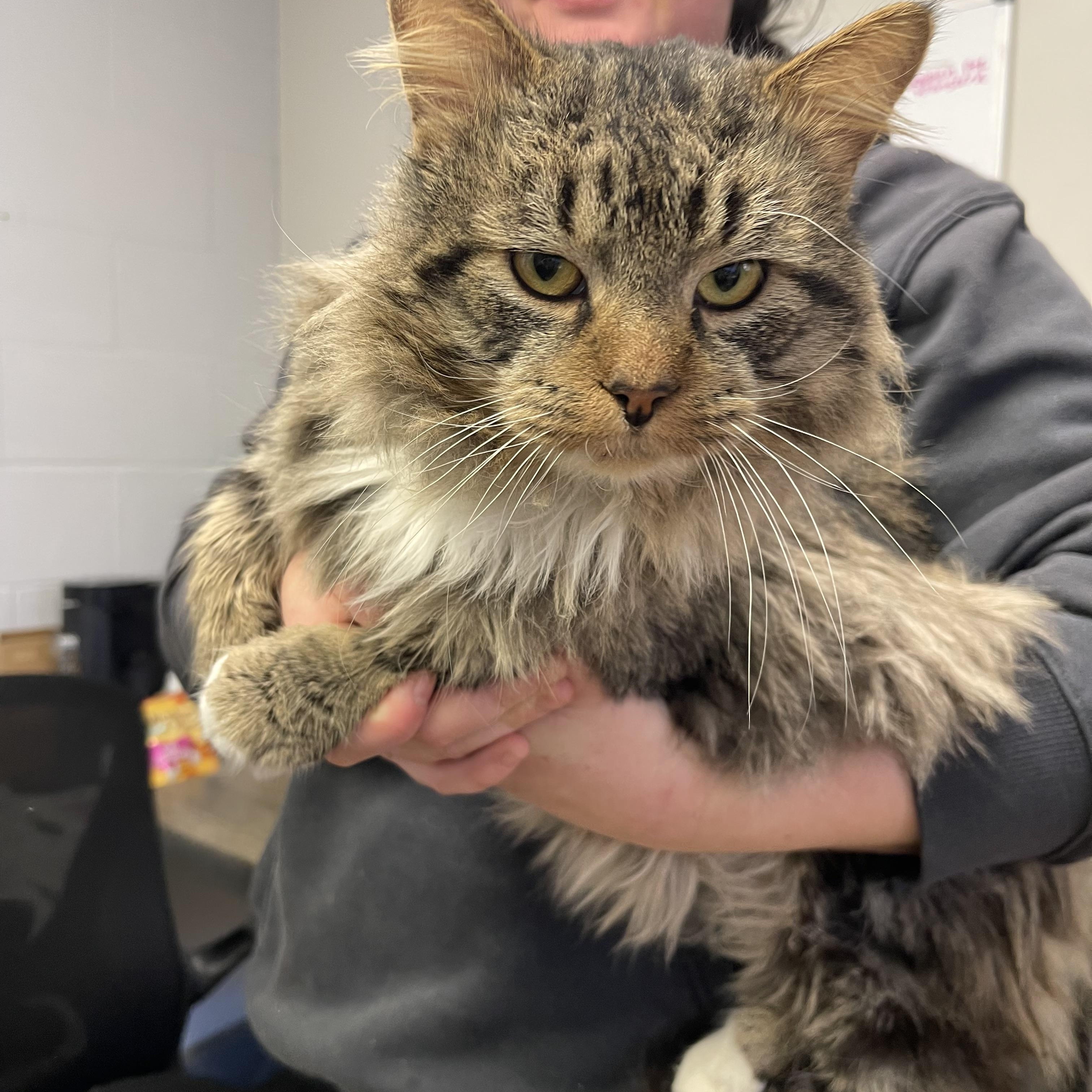 Enlarge Boomerang , a ADOPTABLE Domestic Long Hair in Saint Charles, MO image 2/4