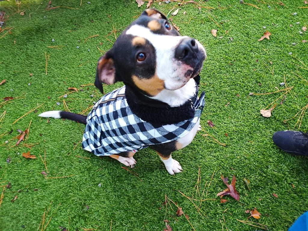 Charlie, Adoptable, Adult Male Hound.