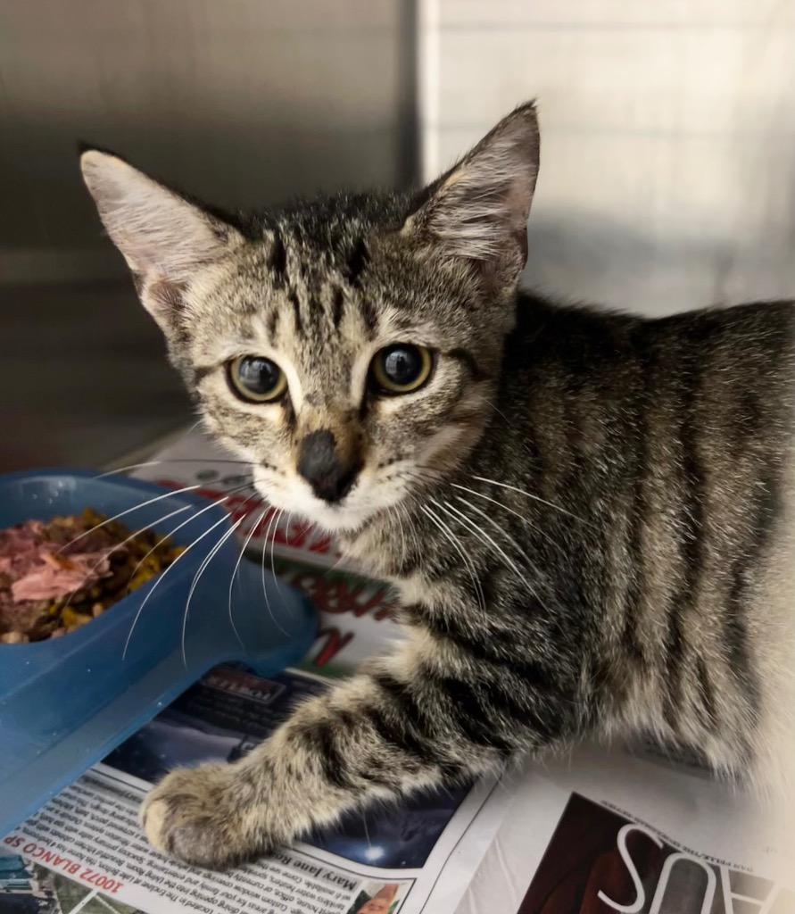 Gum, a Adopted mixed breed in Belton, TX image 1/3